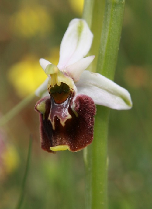 Ophrys holosericea ssp. holosericea